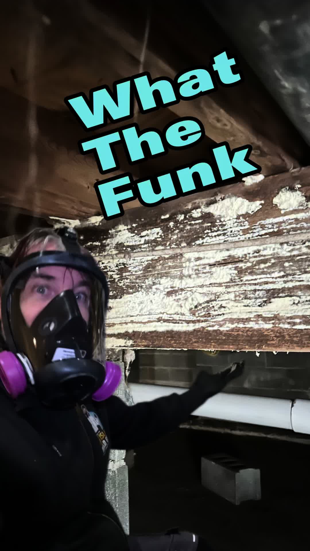 @Long Island Mold Guy