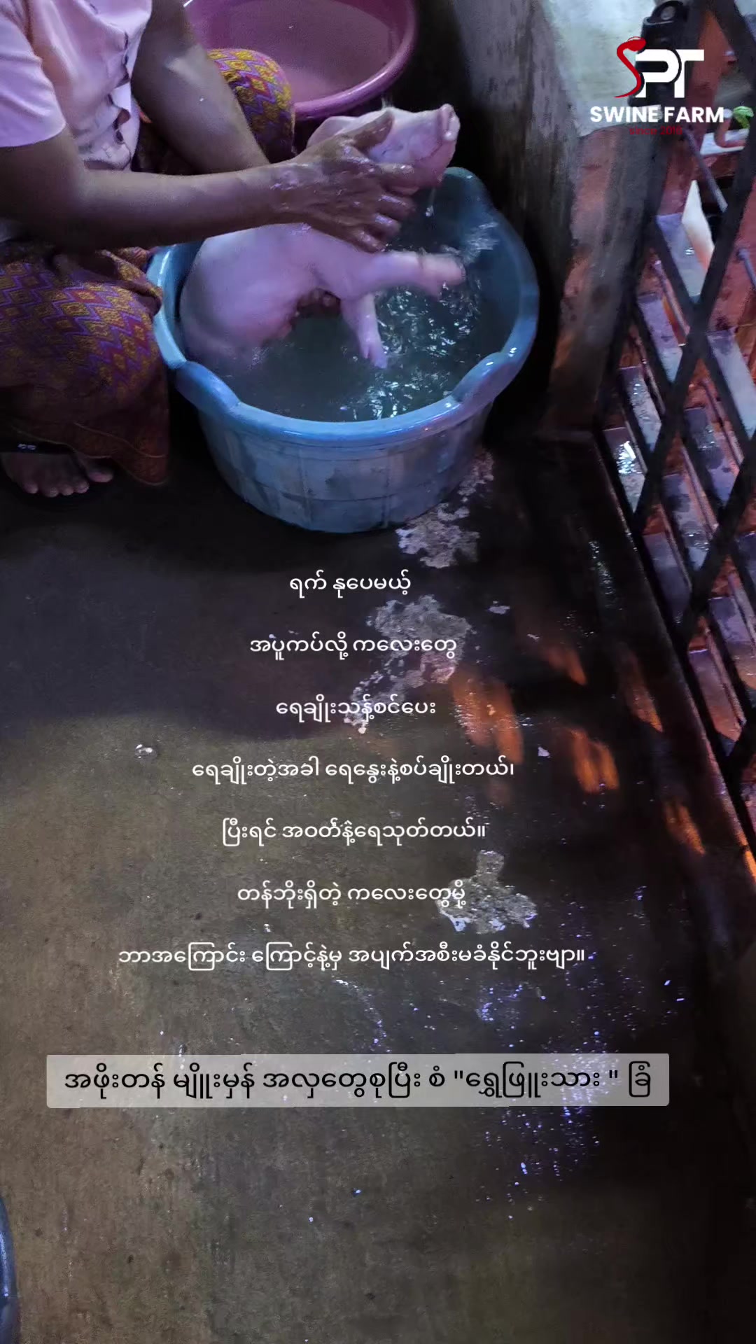 @"ရွှေဖြူးသား"၀က်မွေးမြူရေးခြံ