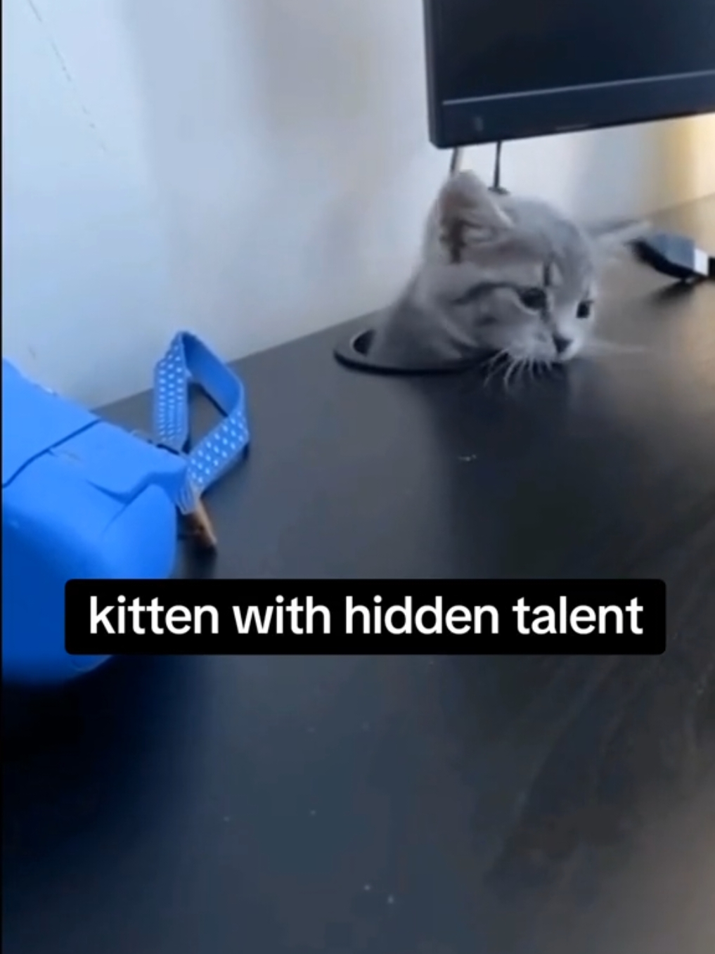 @catnipcrazee