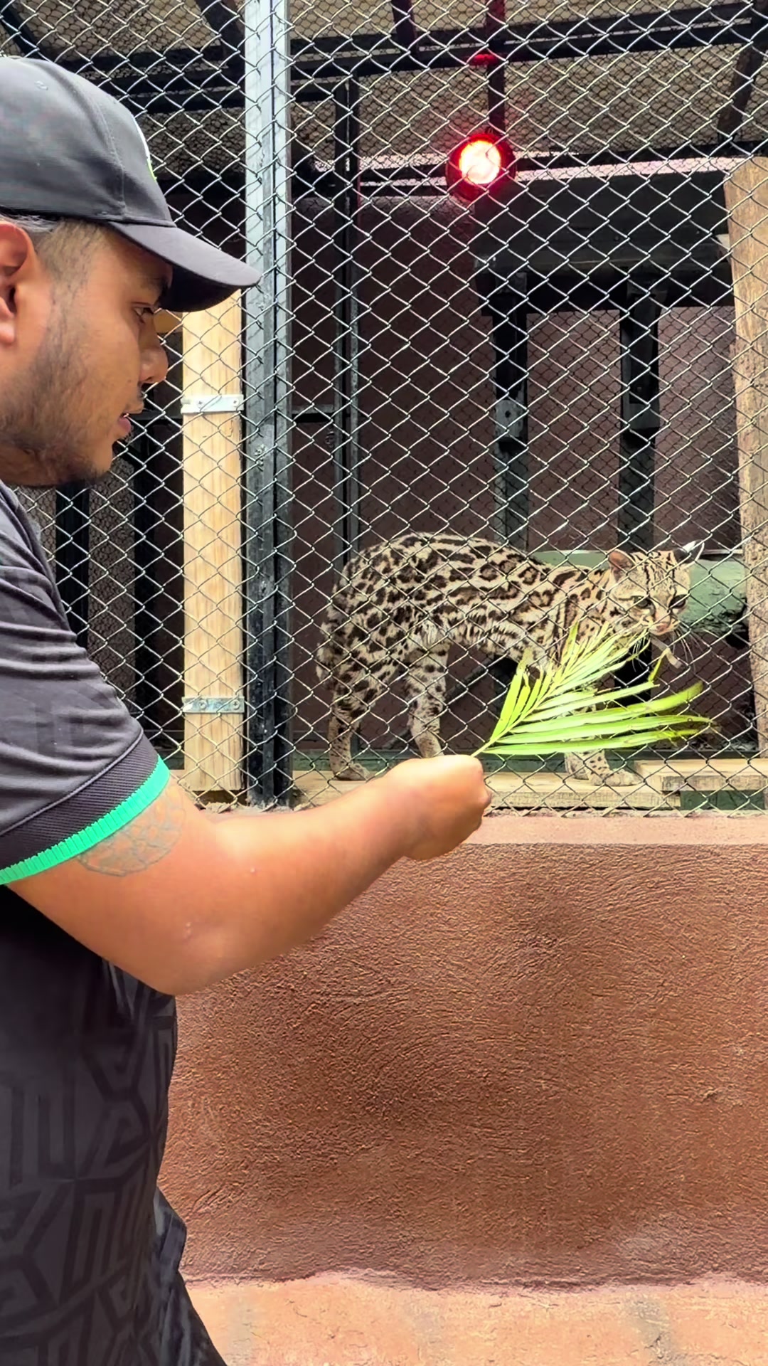 @Jair Herrera 🐆