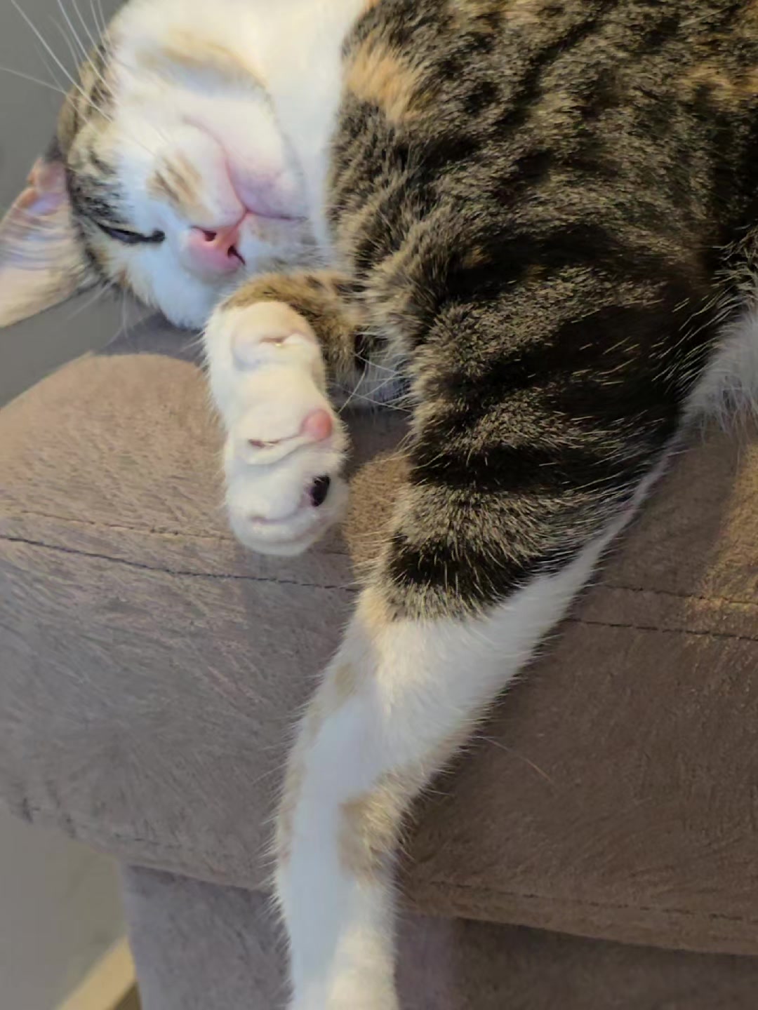 @✨️🐈❤️🐕❤️🐈✨️