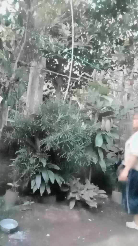 @merz