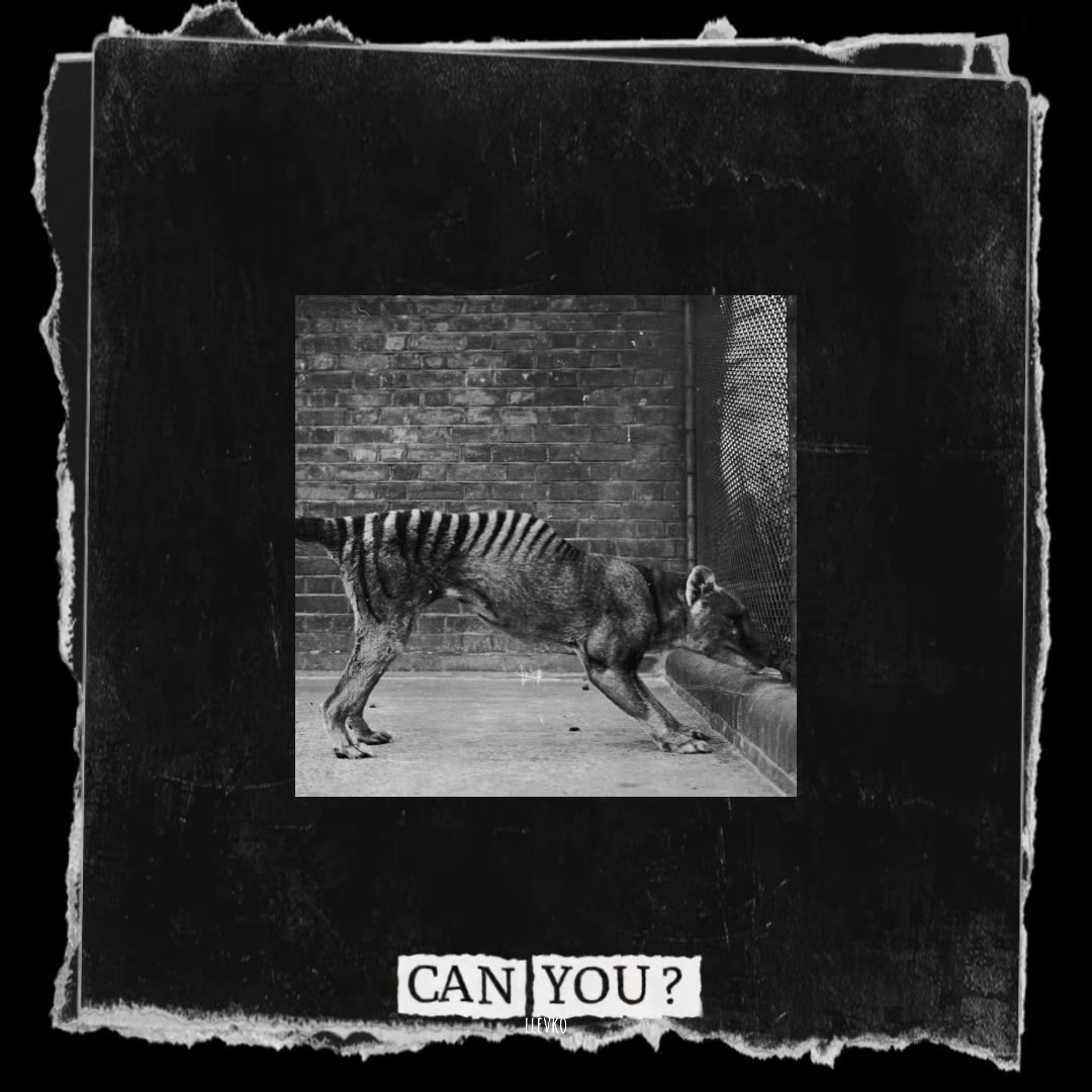 @lev𖤐༉