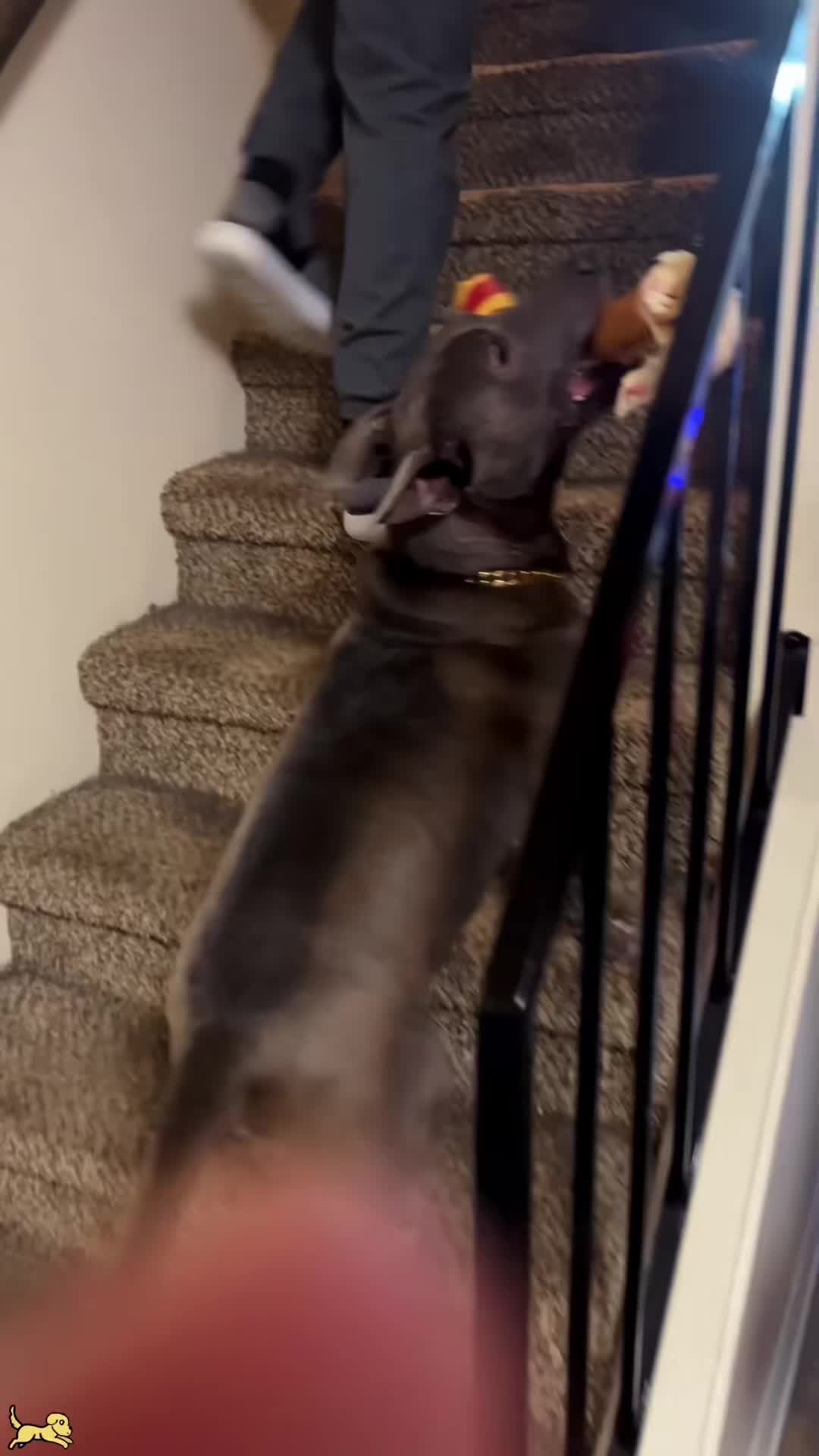 @cuteanimals472