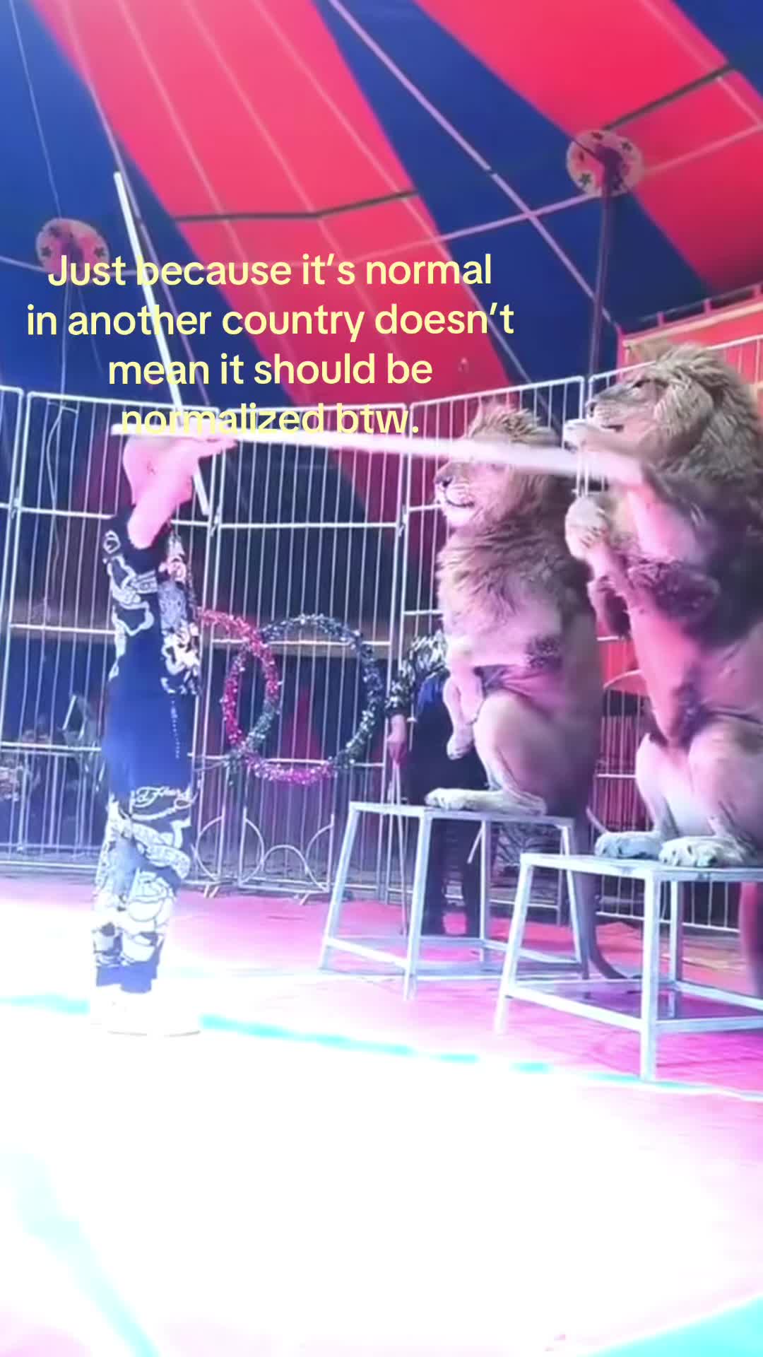 @𝘛𝘪𝘨𝘳𝘦𝘴𝘴 ⌗ 🐅