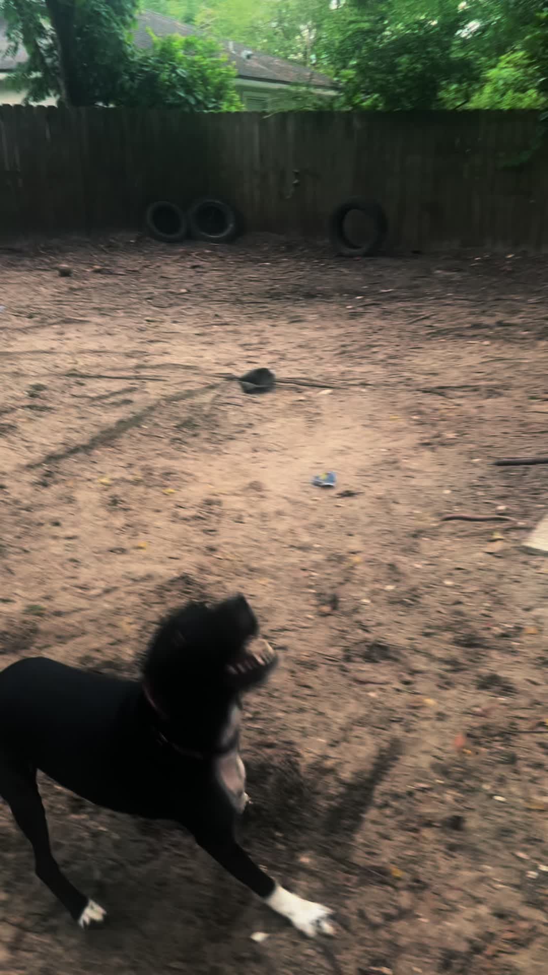 @k9stateofmindjax