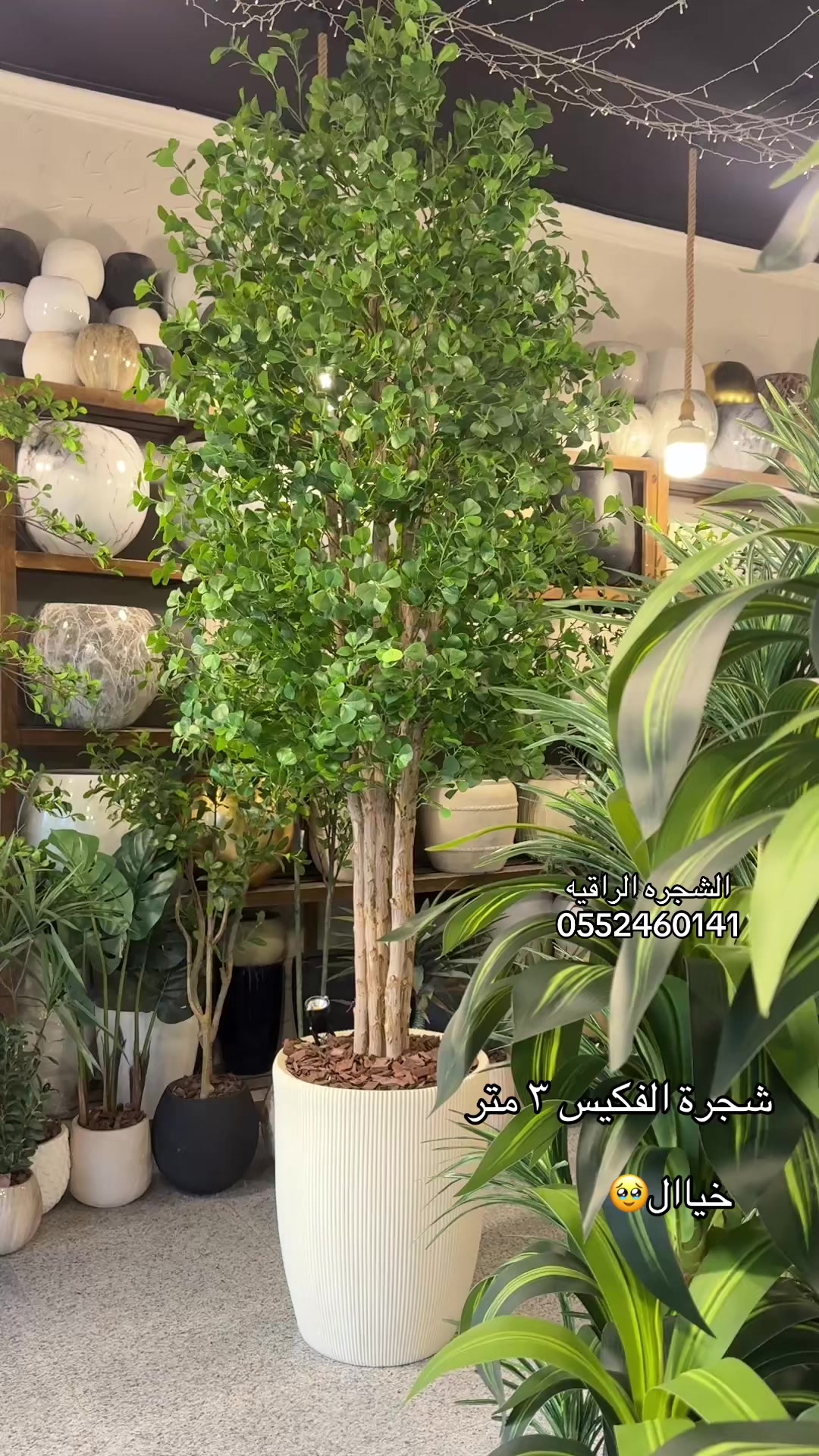 @الشجره الراقيه(زهور المملكه)🌴