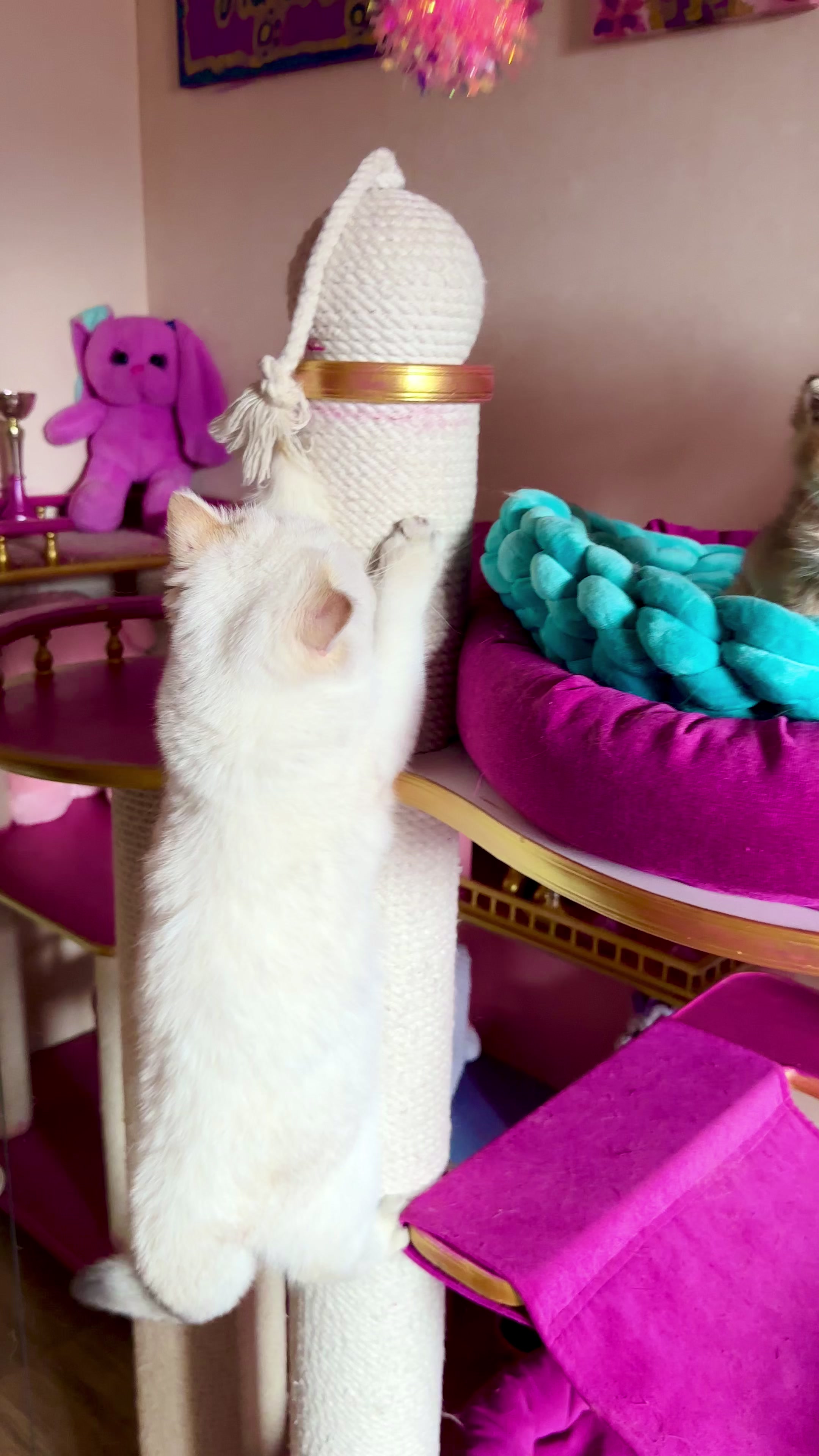 @🦋Cattery_Airveils🦋
