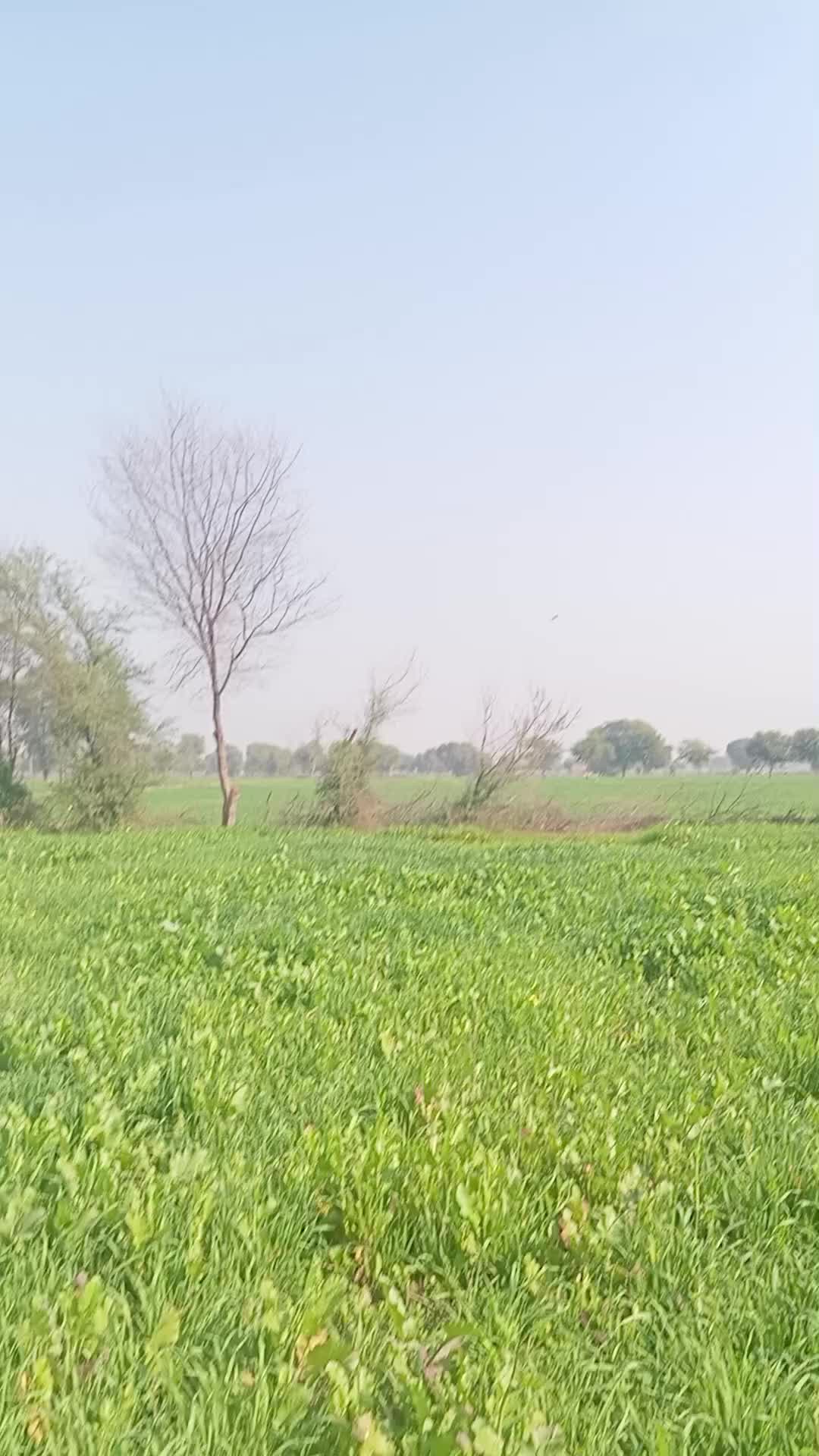 @GM bhai