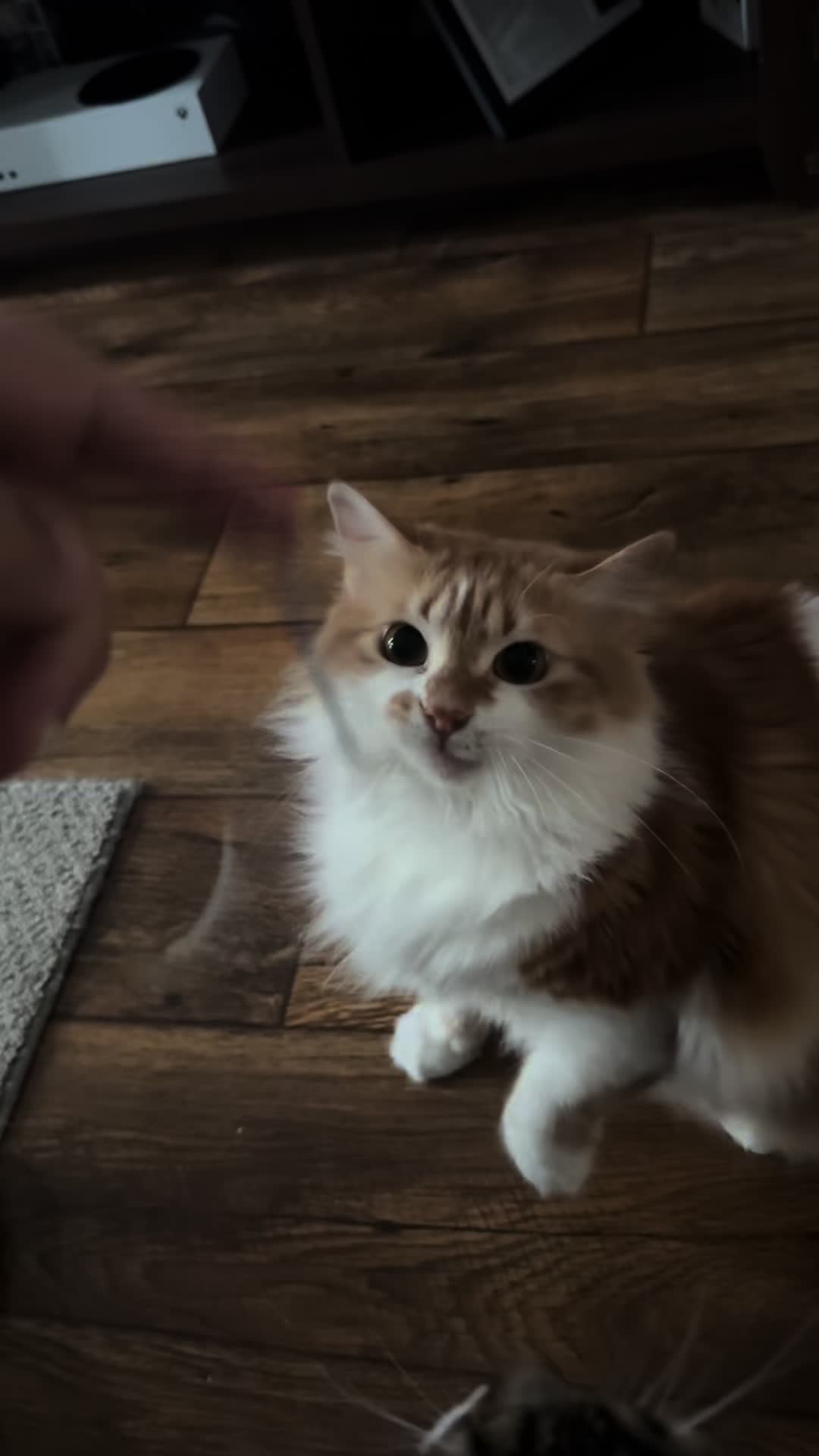 @Kitty Picks MMA