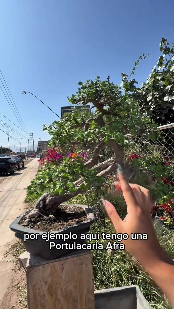 @arianacarrascolopez