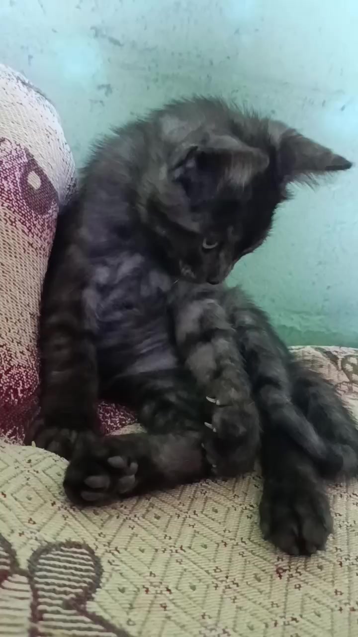 @ayudando perritos