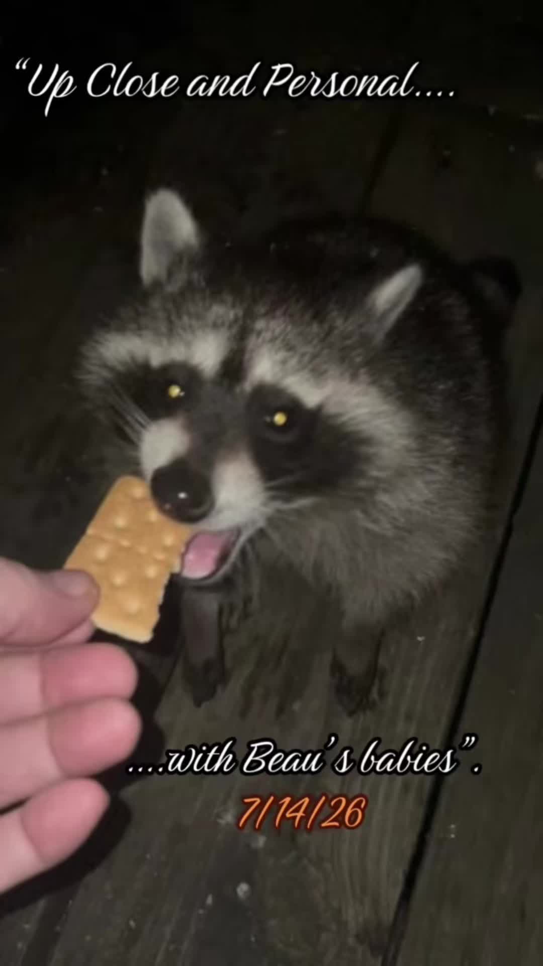 @LoneWolfKritterKam