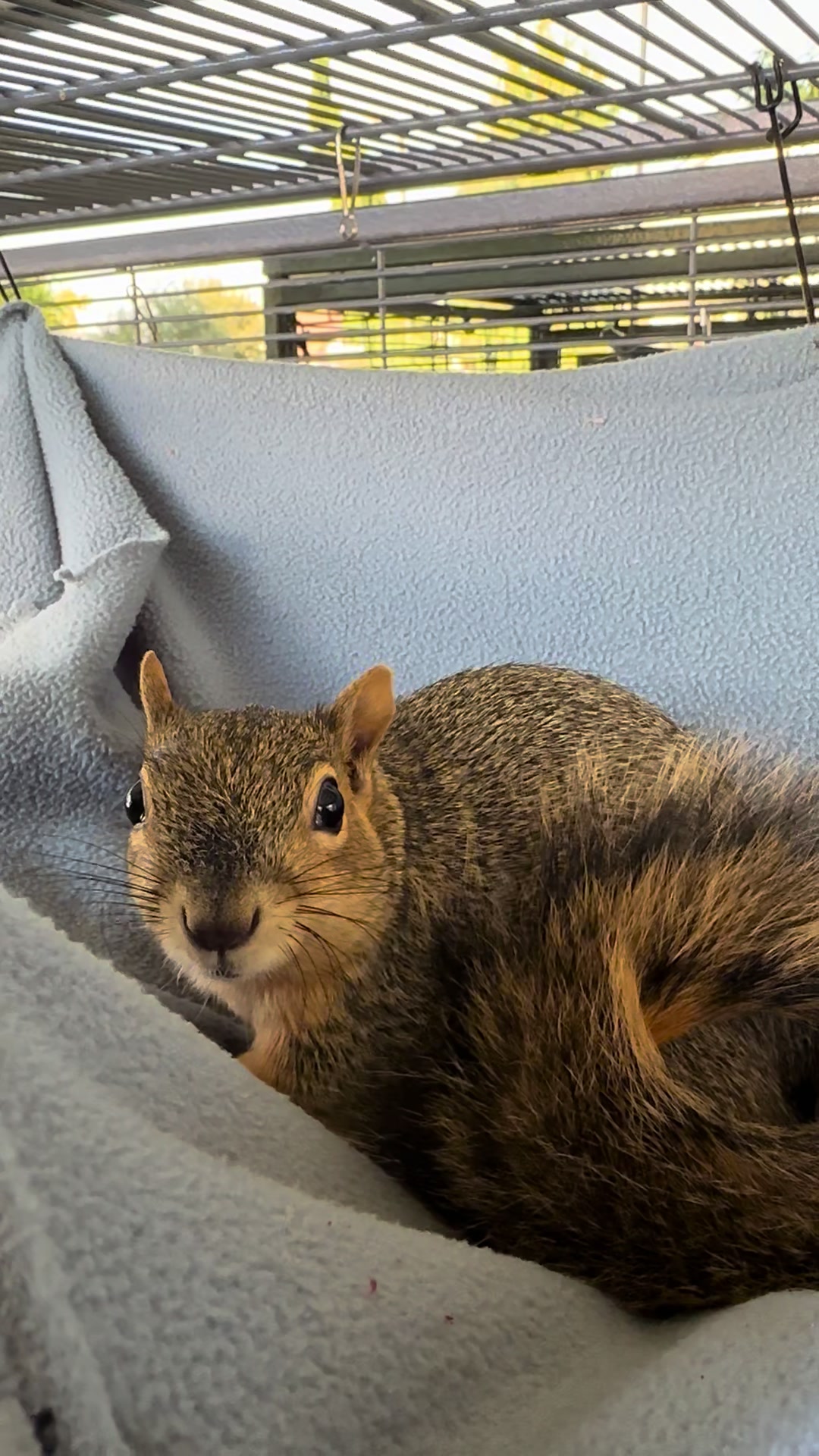 @Squirrel Guy