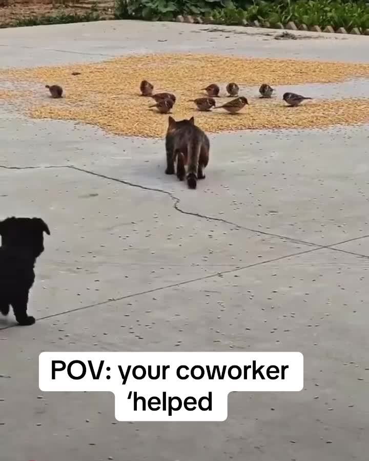 @Cubicle Vortex