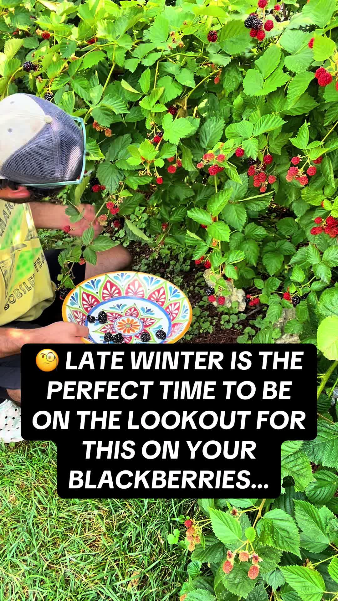 @TheFruitfulFoodscape