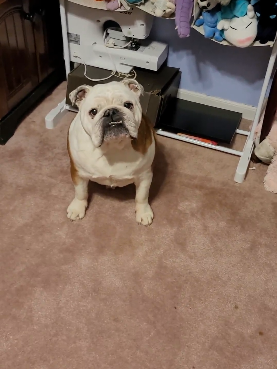 @Areyoufurwheels