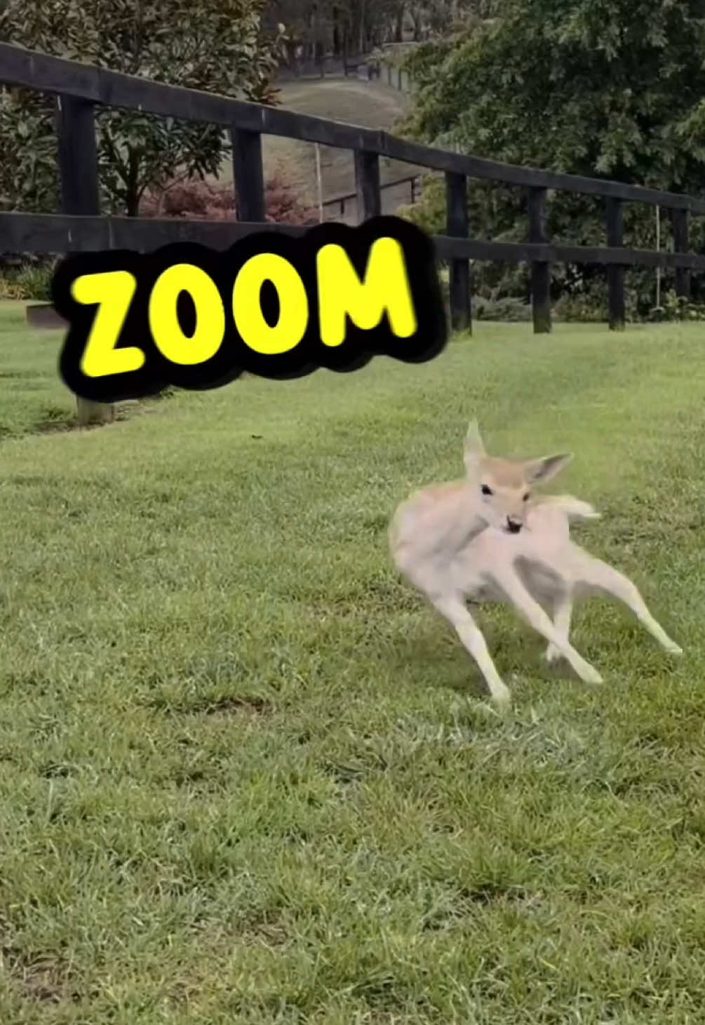 @Rufus Goodboy