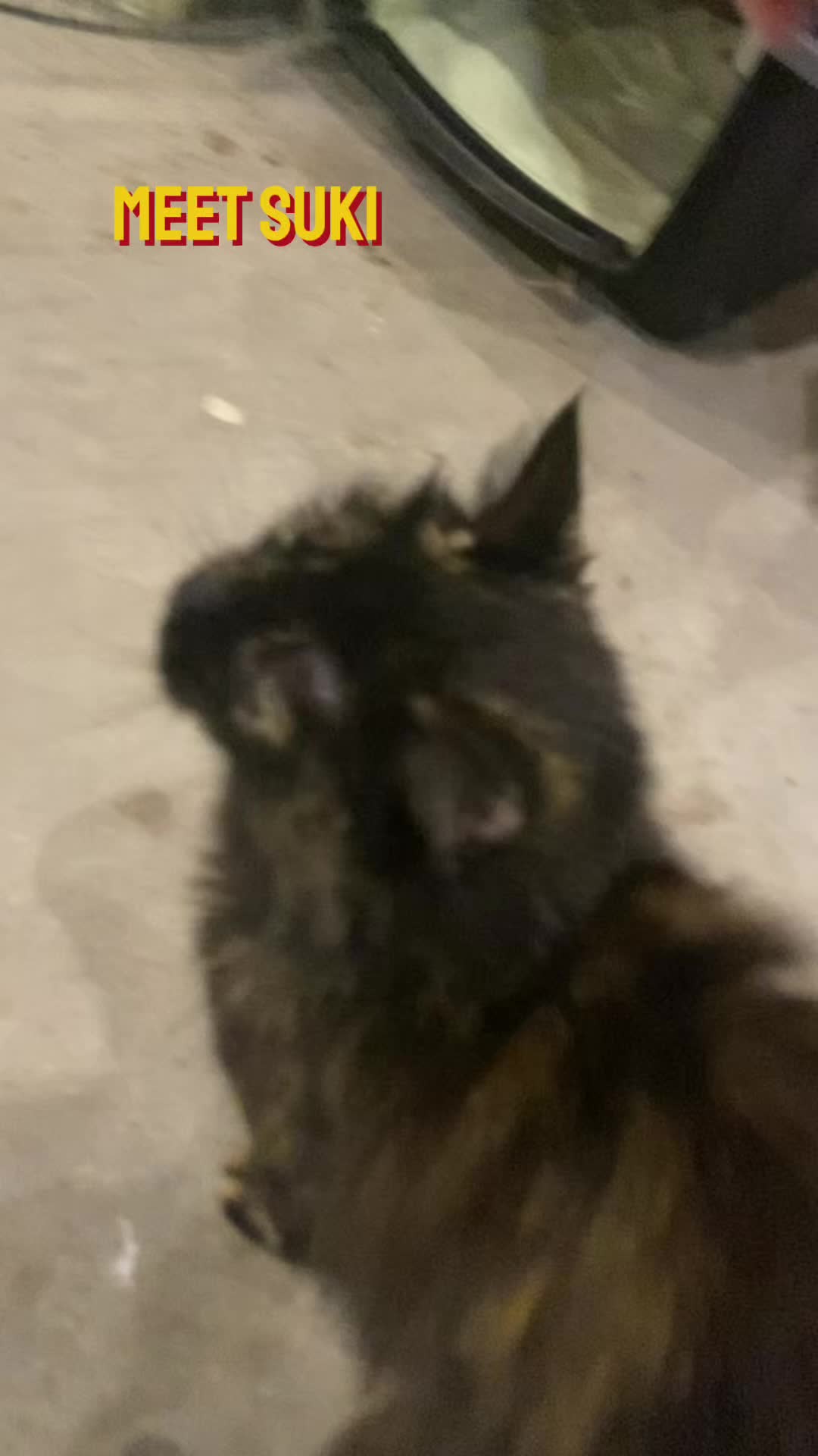 @Kovu&rsquo;s Kitties