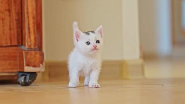 @𝗛𝗲𝗹𝗴𝘂𝗿𝗗 𝗞𝘂𝗿𝗗𝗶 ✪