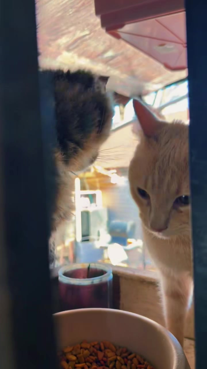 @pantherthecat_28
