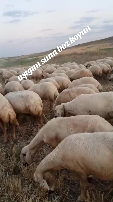 @bekir kibar
