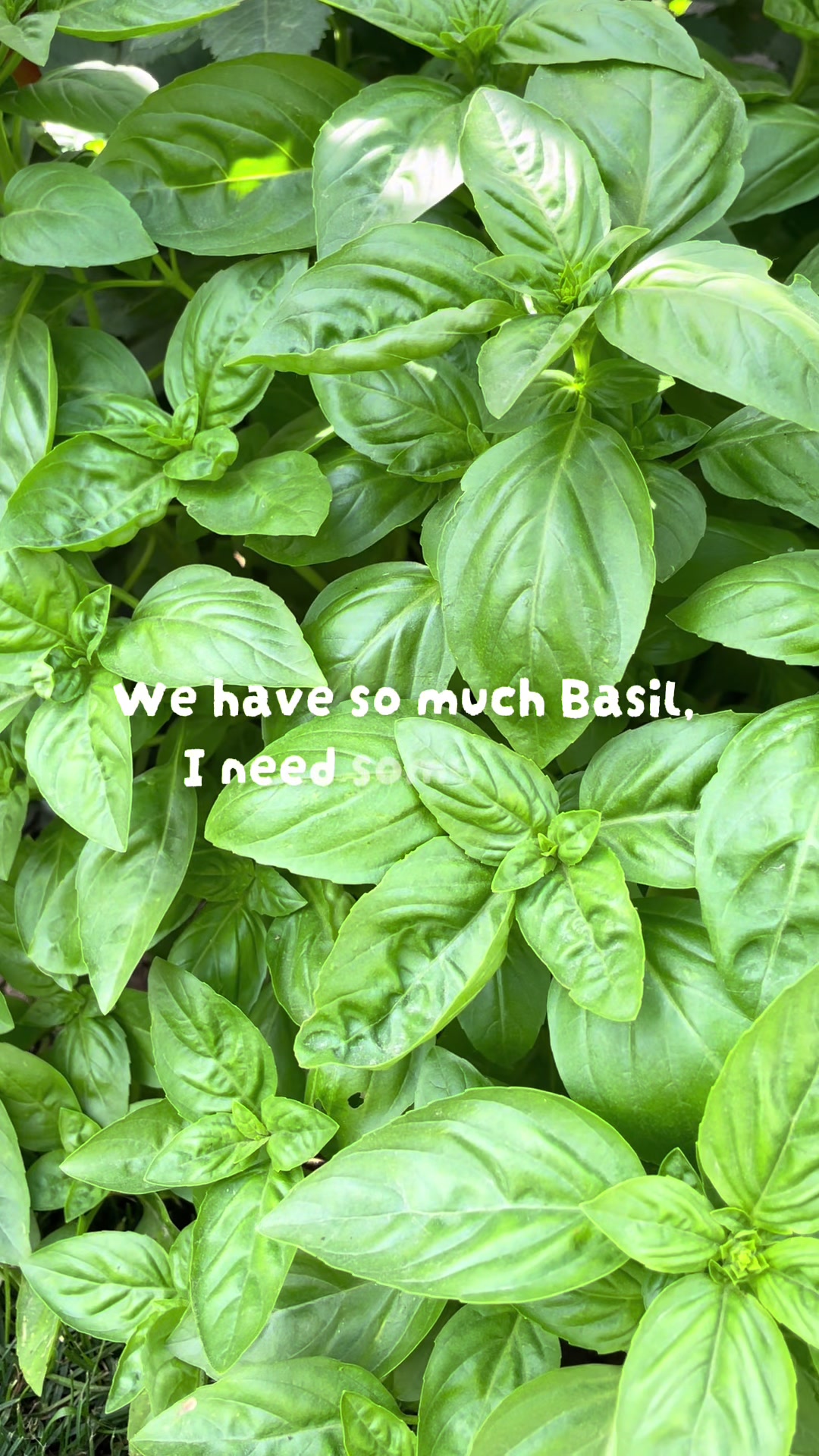 @backyardBeeg
