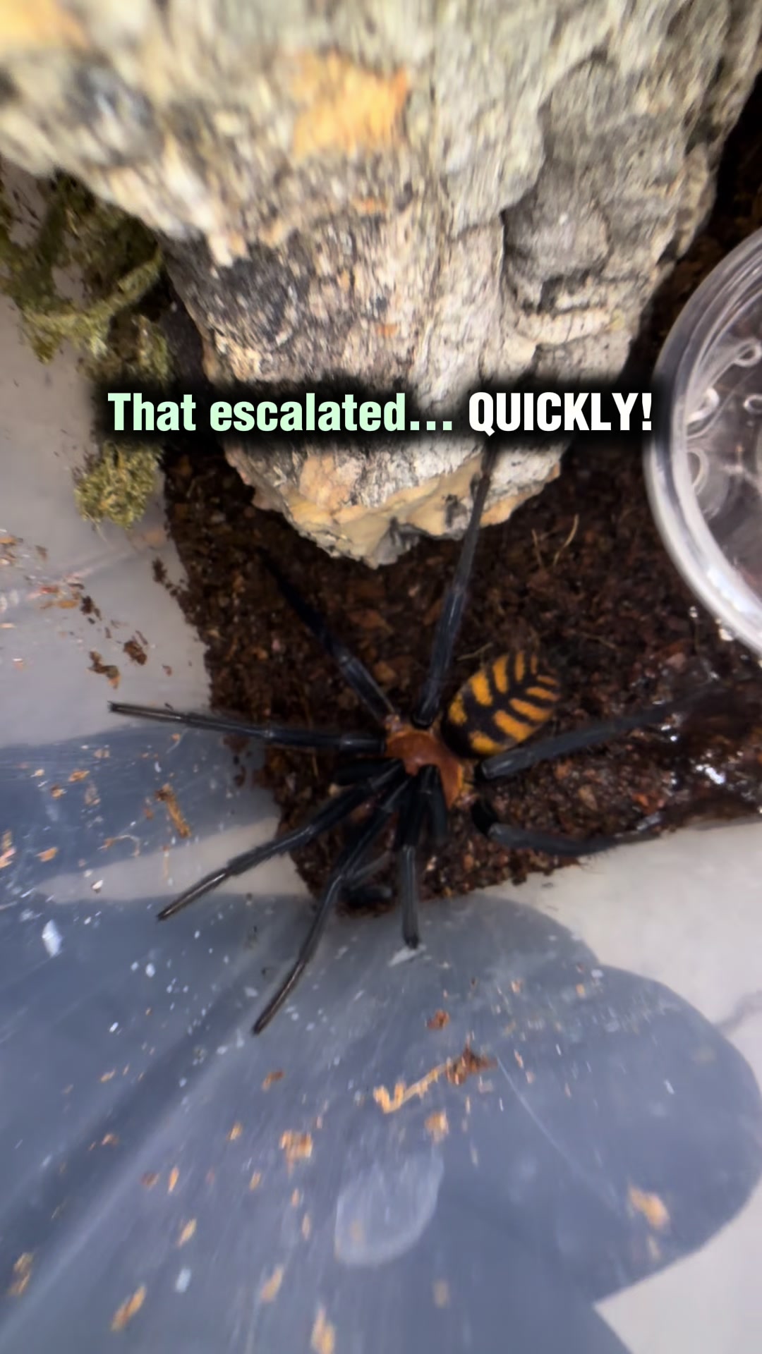 @Spider Conservatory