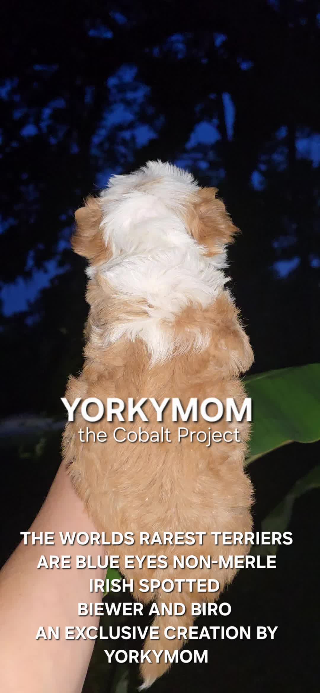 @theYorkymom
