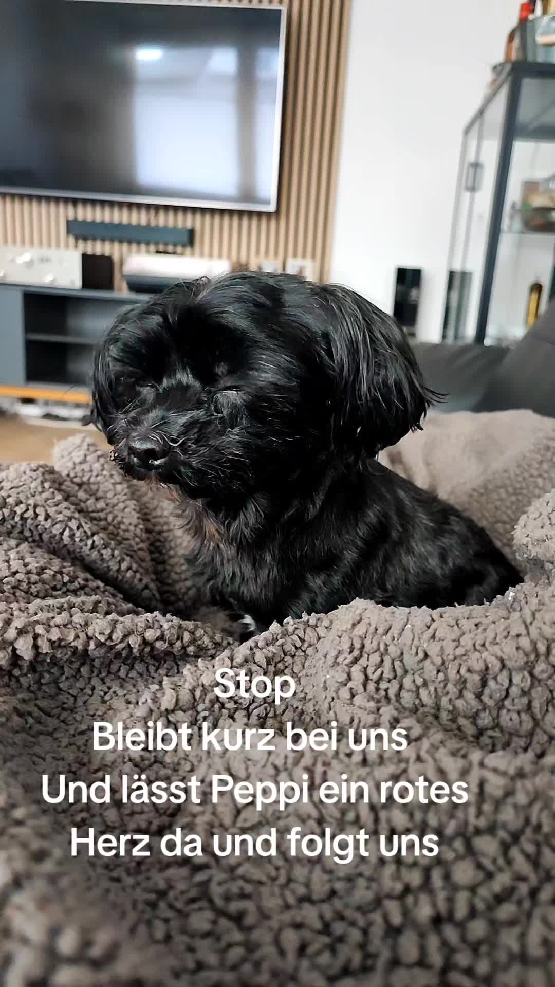 @P&ouml;ppi