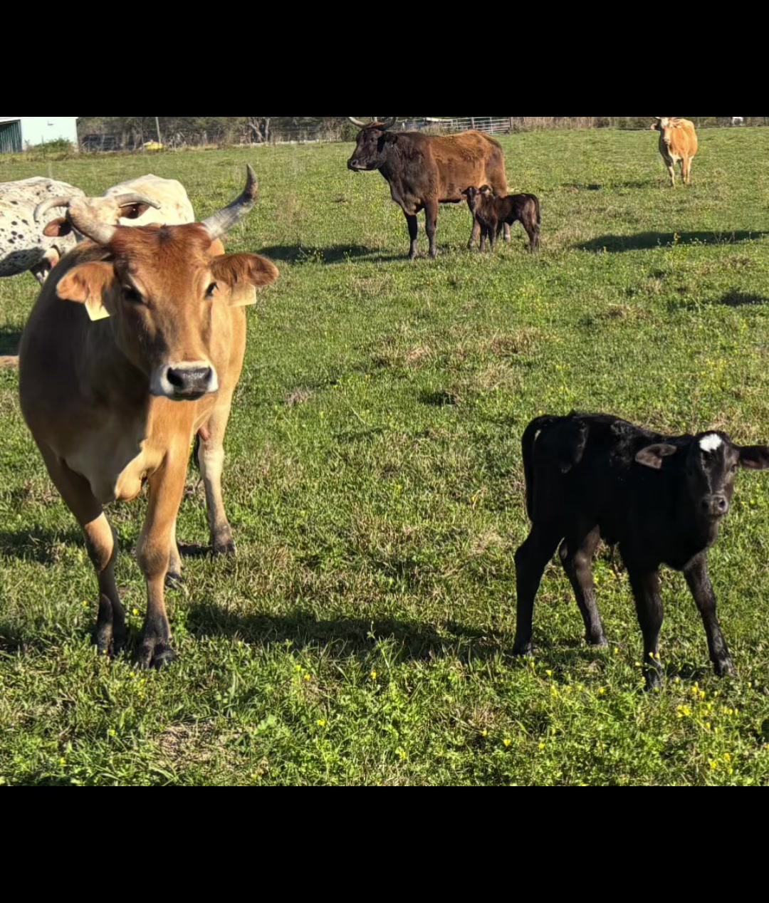 @6M Ranch & Antique Woods