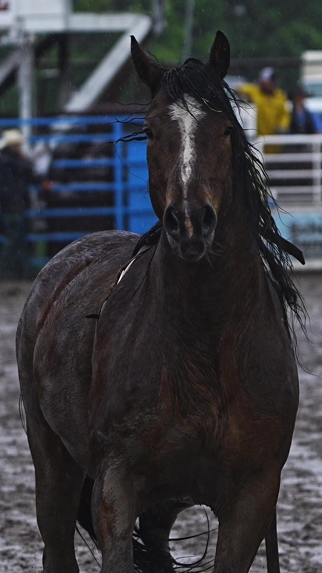 @Hanginghorses