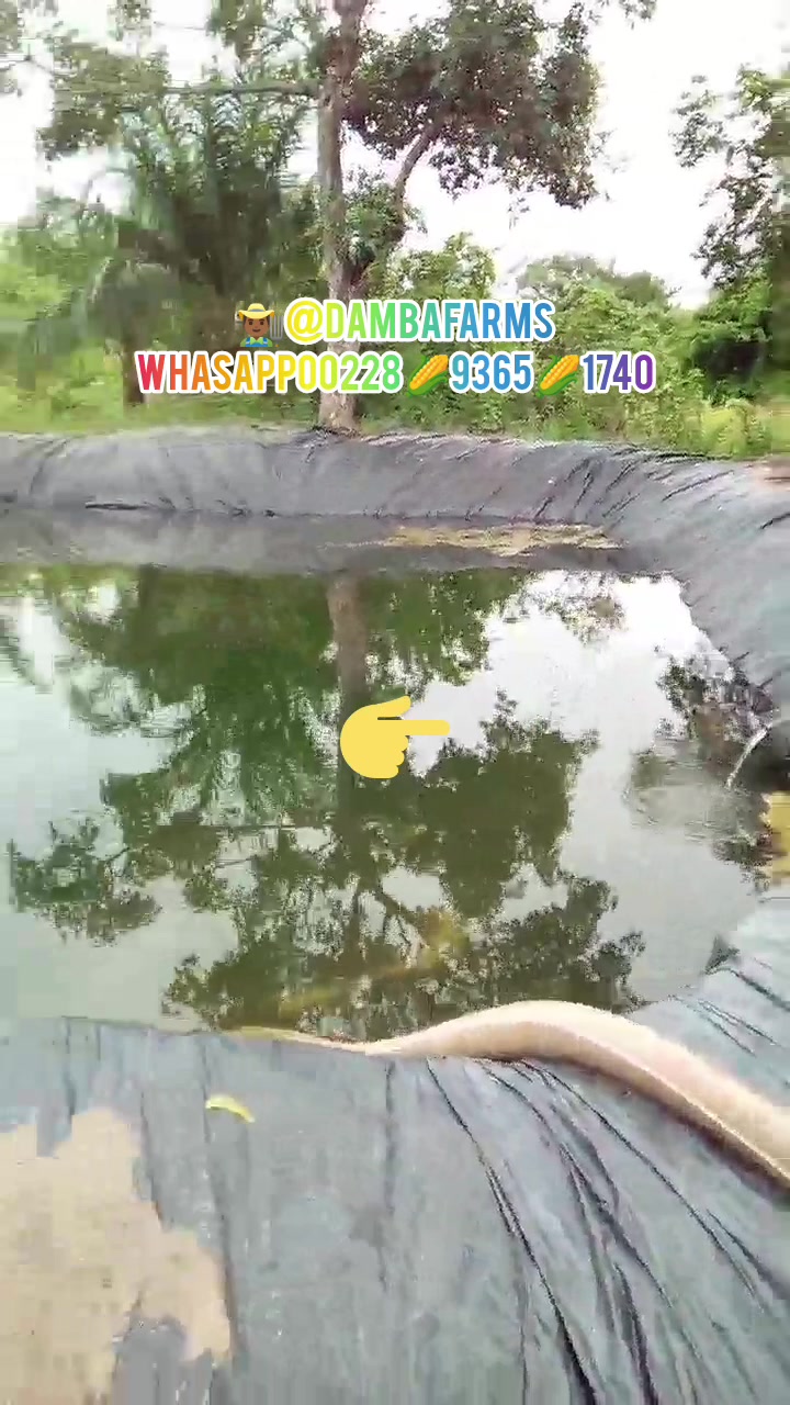 @dambafarms