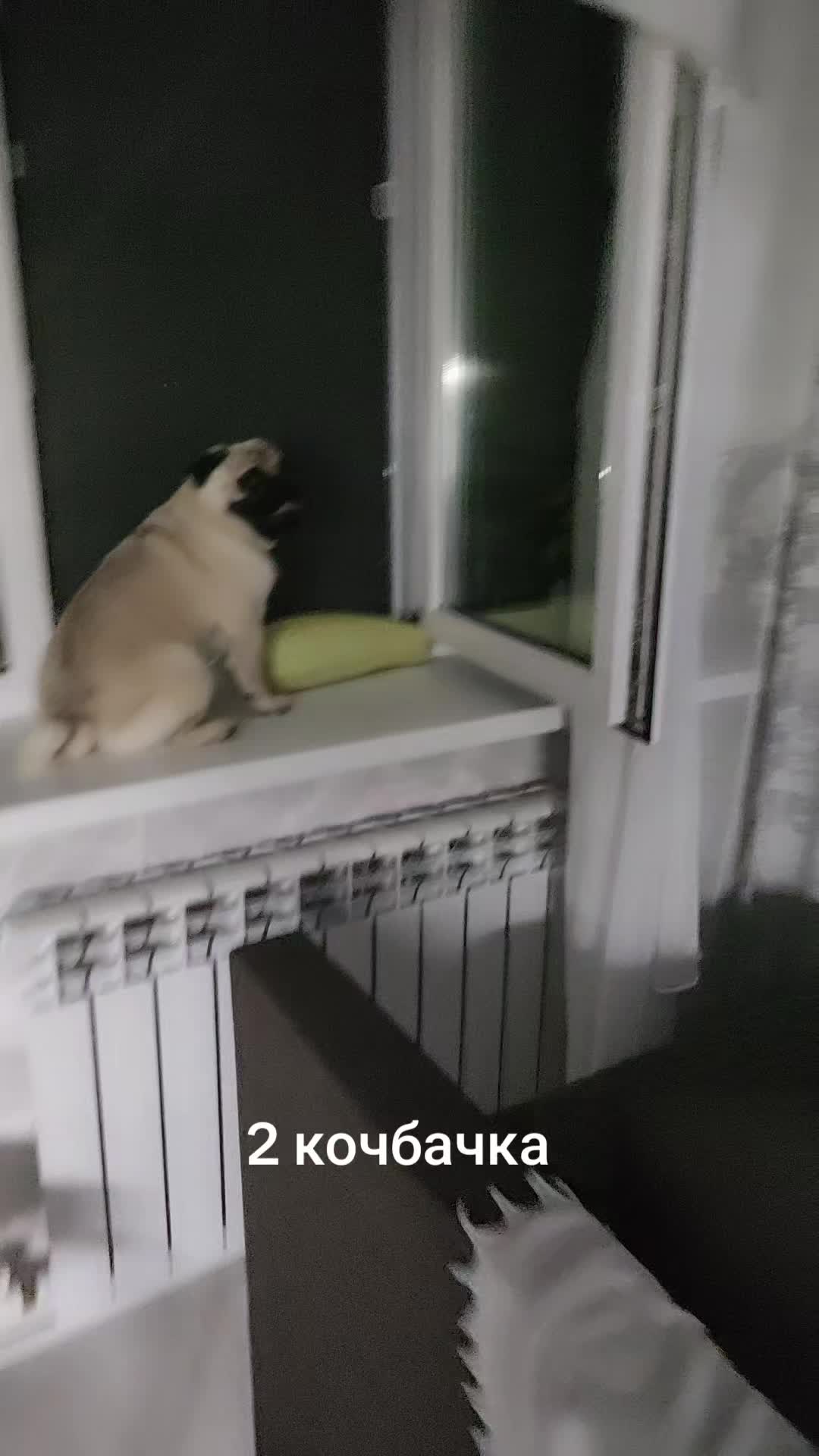 @ЧИПУНЕТСКИЙ👑