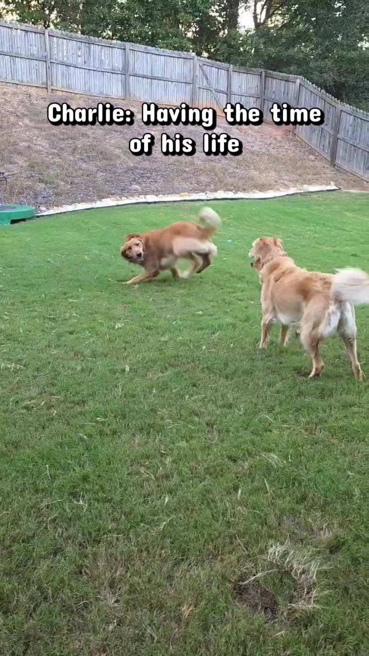 @Charlie the Golden