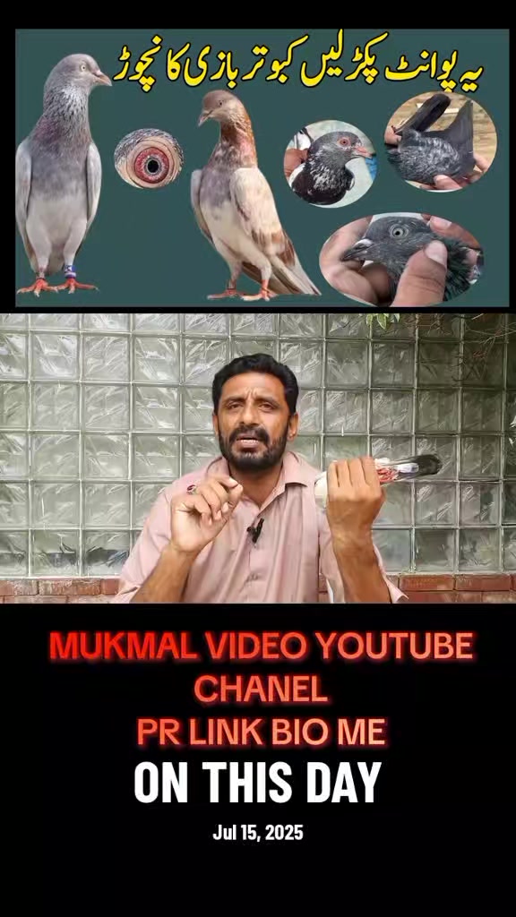 @KABOOTAR PARWAR VLOG