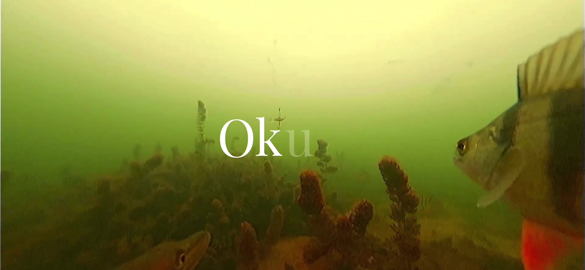 @Qls | Rybachok