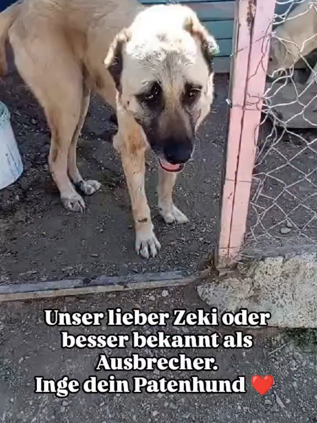 @TSV Candostlari-Beste Freunde