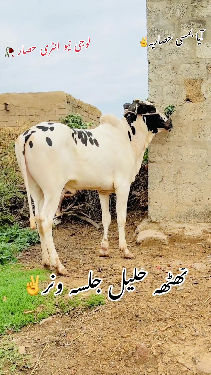 @راجہ عزیر حصار