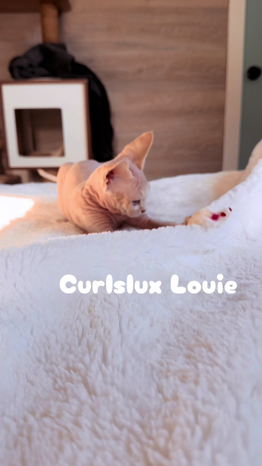 @Curlslux cattery!!🇺🇸