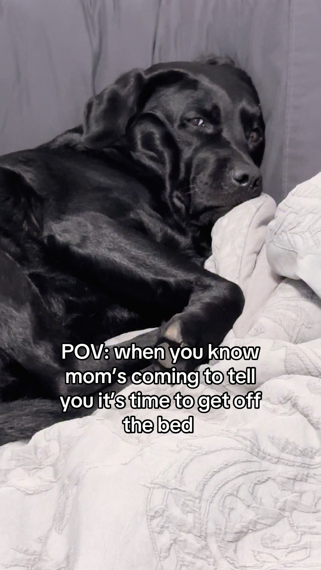 @Gunner the Good Boy Black Lab