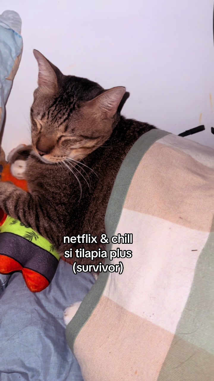 @17meows