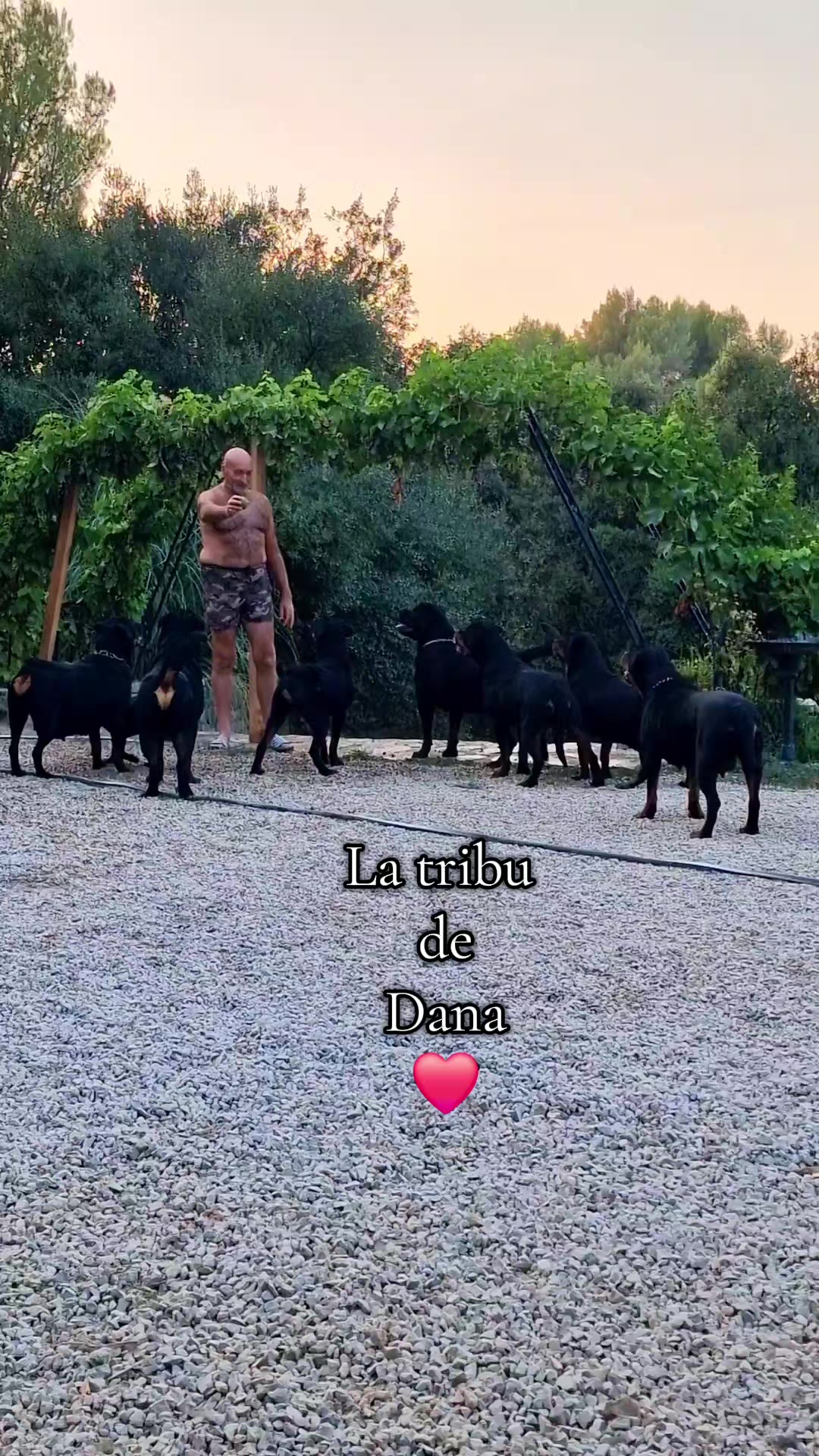 @Laetitia FACHETTi Rottweiler