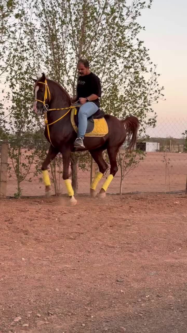 @ثاني الشمري 🎠