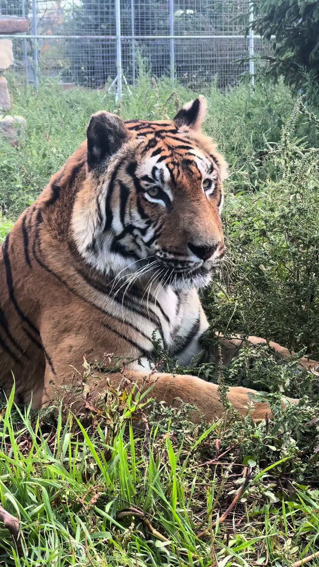 @The Wildcat Sanctuary