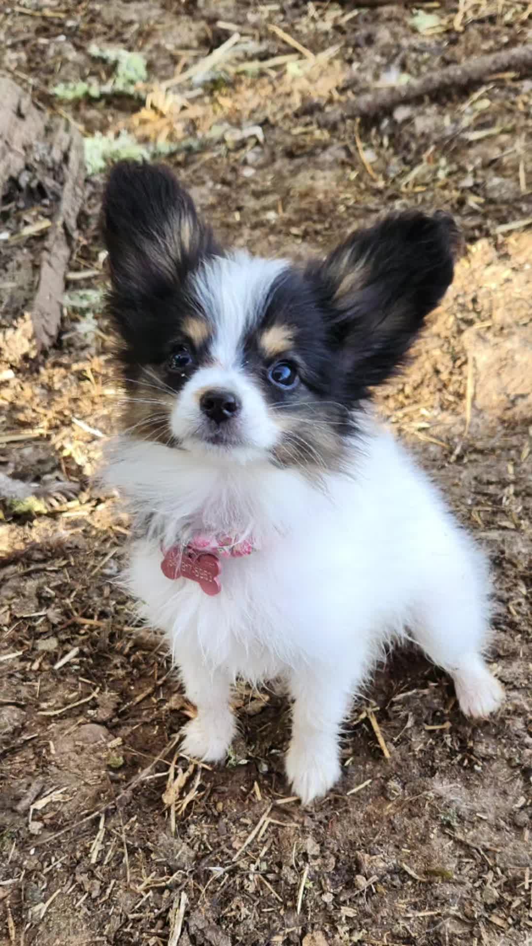 @🐾That Papillon Lady🐾