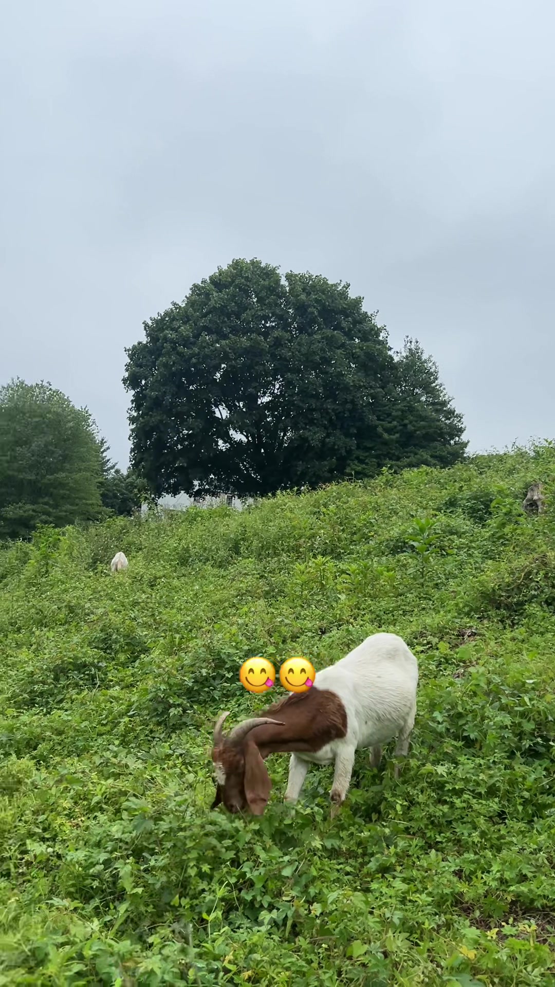 @amazingrazinggoats