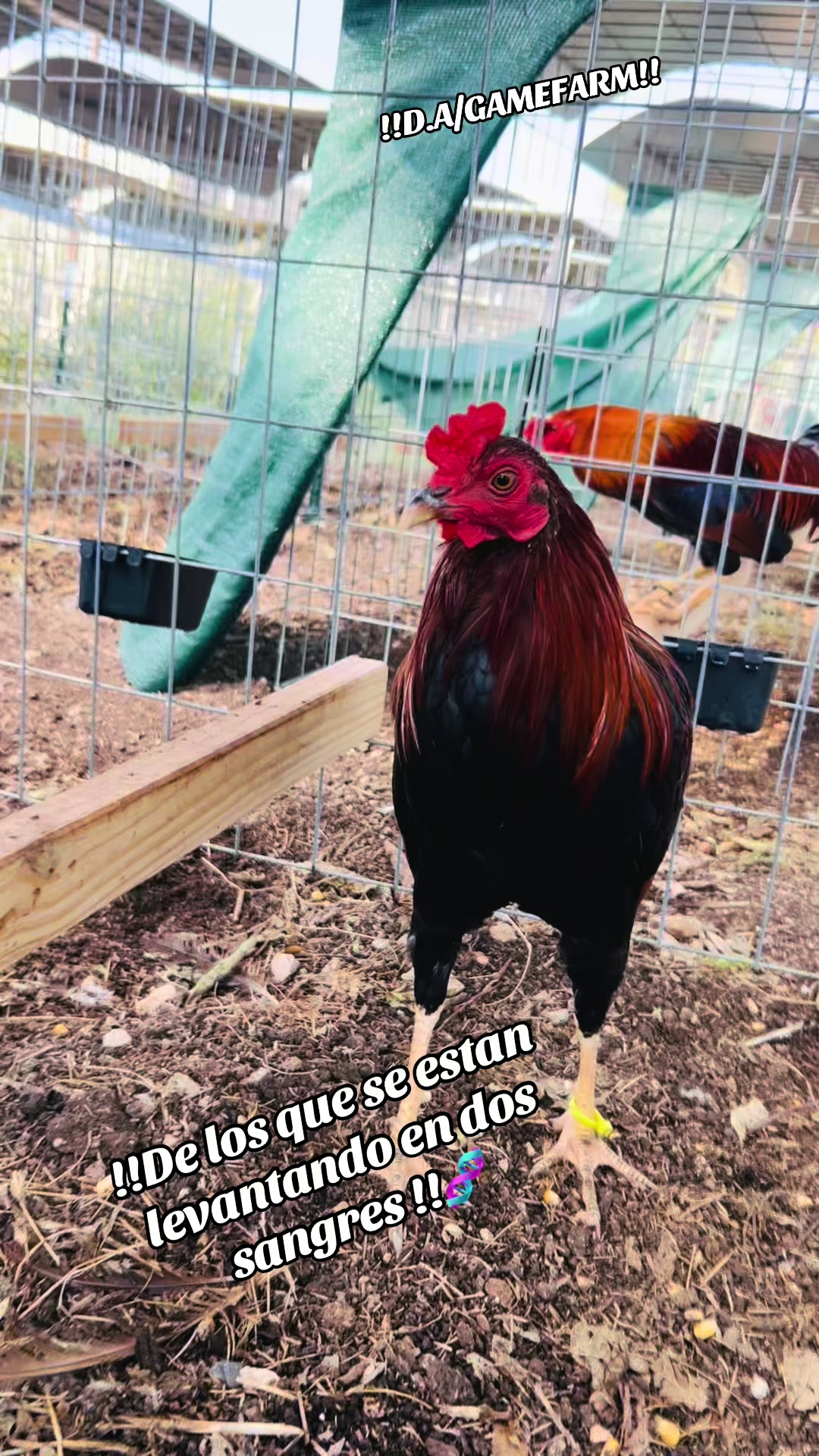 @DAgamefarm