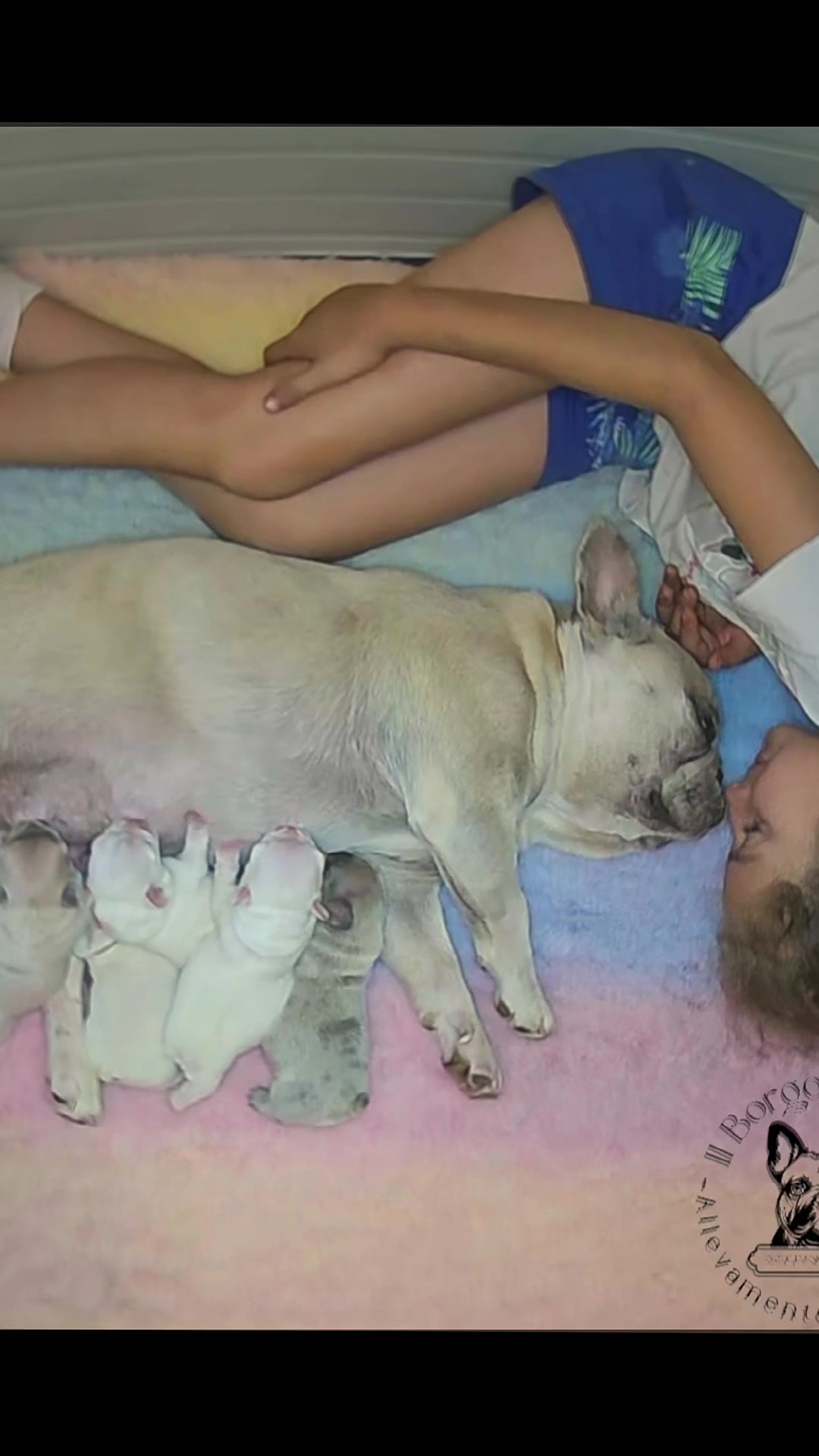 @ilborgodipintobulldog