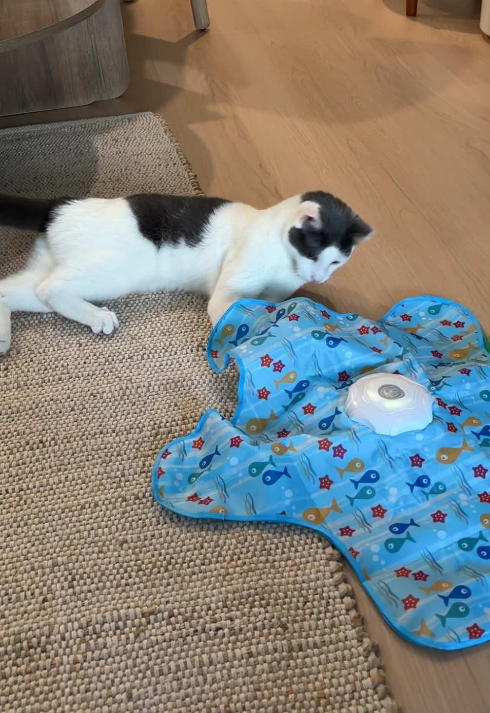 @Mimi Wawa Meow